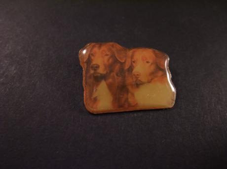 Nova Scotia duck tolling retriever, pups